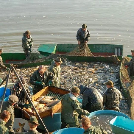 Výlov Jedovnického kapra na rybníku Olšovec
